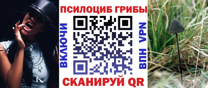 купить закладку  Заинск  Псилоцибиновые грибы Psilocybine cubensis 